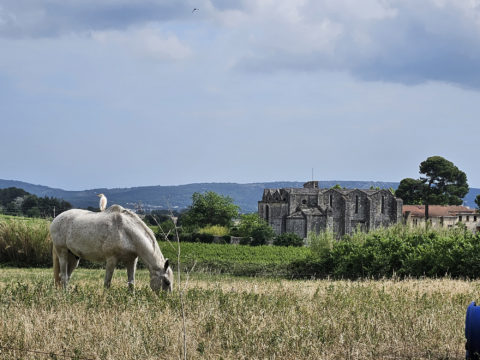 Abbaye-de-Vignogoul-web-1